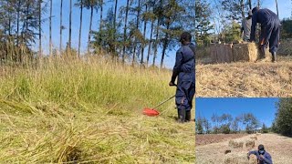 Step by Step harvesting and baling of hay manuallyrhodes grass [upl. by Ru970]