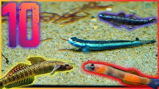 Ten Freshwater Goby Fish You Should Keep in Your Aquarium [upl. by Luapnaej163]