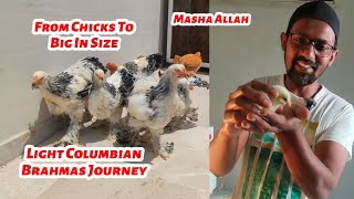 From Chicks To Big Size Light Columbian Brahma Chickens Journey [upl. by Feltie]