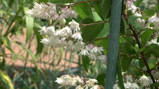 Deutzia Scabra [upl. by Yelraf]