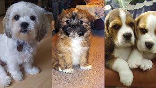 Dogs For Sale in Kolkata ❗Beagle and Lhasa at Low Price  All India Delivery 🚚 [upl. by Ulises]