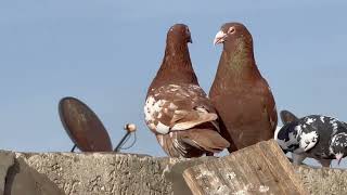 Meulemans Pigeons [upl. by Sayce847]