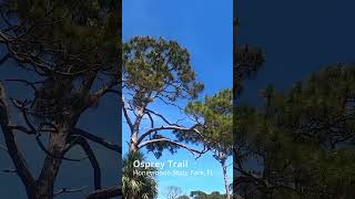 Osprey Yelling at its Mate Eating a fish at Honeymoon SP nature animals hikingadventures [upl. by Susan9]