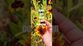 How to get more Black Eyed Susans rudbeckia garden shorts gardeningtipsforbeginners [upl. by Haliled857]