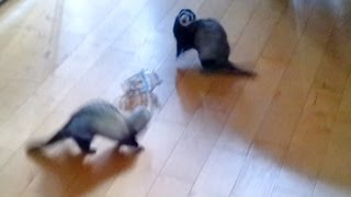 two ferrets playing [upl. by Delbert629]