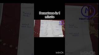 Dermatome explained in 1 minute [upl. by Yenot]