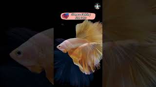 Siamese Fighting Fish Facts shorts pets facts siamesefightingfish [upl. by Graner913]