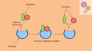 MECHANISM OF ENZYME ACTION [upl. by Lisab]