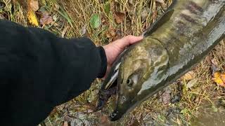 Chum Salmon Fishing  Green River [upl. by Ateloiv]