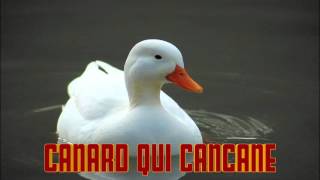 CANARD qui CANCANE le cri du CANARD [upl. by Patrizius]