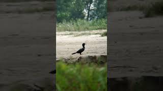 Adcom 8x telephoto lens amp Bird 🕊️ videography trending youtubeshorts photography viralvideo [upl. by Hayila]