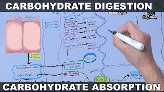 Digestion and Absorption of Carbohydrates [upl. by Gerianne]