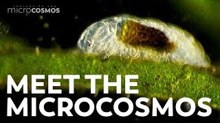 Meet the Microcosmos [upl. by Lucy153]