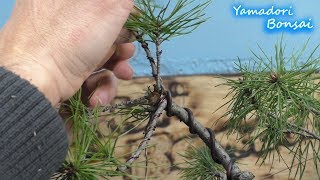 Yamadori Prebonsai Waldkiefer Erstgestaltung [upl. by Eads94]