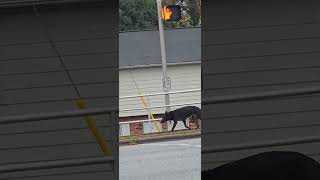 Dog Running Loose on Busy Street doglover pets animals dog stray [upl. by Einolem]