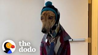 Couples Gives Rescued Racing Greyhound The Best Retirement Ever  The Dodo [upl. by Moir]