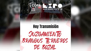 EXPO 2024  Juzgamiento de Terneros de Bozal Brangus • Expo Mariano Roque Alonso 2024 [upl. by Annehsat505]