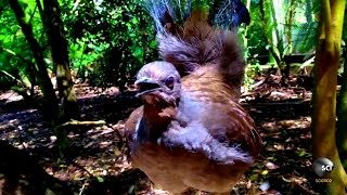 What Makes the Lyrebird Natures Best Mimic [upl. by Abad]