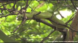 Rare Green Mamba Attacks Actually a Boomslang [upl. by Kehr]