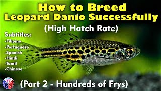 How to Breed Leopard Danio Fish  High Hatch Rate [upl. by Lorrimer]