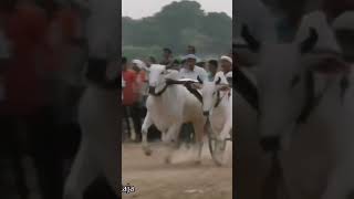 अत्री Dungariya 💥 musickumbalitrancedungariyashankarpat bailgadasharyat oxraceinmaharashtra [upl. by Oninrutas]