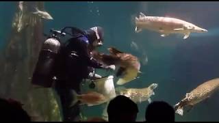 Arapaima Aquaria KLCC Feeding Time See how they feed the arapaima [upl. by Bathilda]