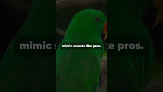 Mind Blowing Facts About the Thick Billed Parrot parrot facts wildlife parrotlover animal [upl. by Ihtac]