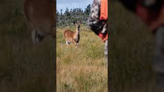 Great technique for spot and stalk deer on Anticosti Island hunting [upl. by Polak929]