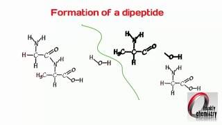 Amino Acids 4 Formation of a Dipeptide [upl. by Ahsan]