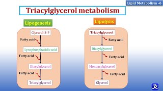 6 Triacylglycerol Metabolism  Lipid Metabolism6  Biochemistry  NJOY Biochemistry [upl. by Arrais]