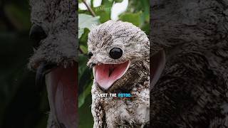 The Ghost Bird  The Great Potoo [upl. by Haram]