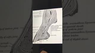 مفصل المعقم Fetlock joint [upl. by Meggy878]