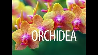 Orchidea gondozása  kertészeti tanácsok [upl. by Joni]