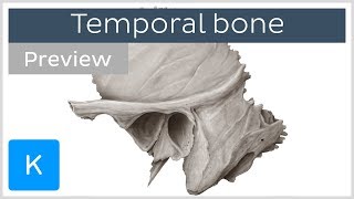 Temporal bone landmarks and articulations preview  Human Anatomy  Kenhub [upl. by Atalante]