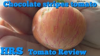 ⟹ Chocolate stripes tomato  Solanum lycopersicum  Tomato review 2018 [upl. by Darom]