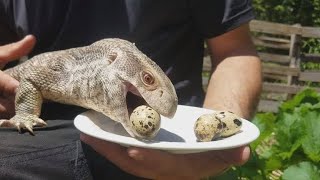 The Savannah Monitor Varanus exanthematicus [upl. by Imelda]