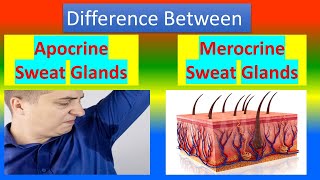 Difference Between Apocrine Sweat Glands and Merocrine Sweat Glands [upl. by Volnak]