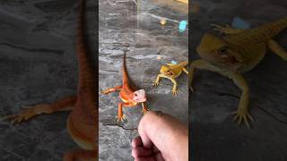 i think bearded dragon is a dog with lizard coat 😂 beardeddragon reptiles lizard [upl. by Pancho]