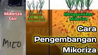 CARA MEMPERBANYAK MIKORIZAN [upl. by Woody772]