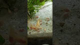 Grindal worms  live fish food [upl. by Ramgad]