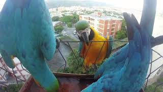 Pichones Guacamayos azules y amarillos Espectáculo de colores en el bebedero Aves en mi balcón [upl. by Pylle]