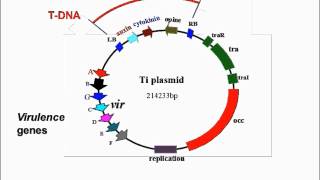 Agrobacterium Mediated Transformation [upl. by Royce]