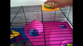 Savic Hamster Heaven Metro Cage Review [upl. by Ojyram]