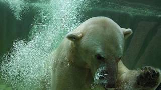 Tierpark Hellabrunn Eisbärengehege Eröffnung am 04082010 München mit Eisbär Yoghi [upl. by Ardiekal]