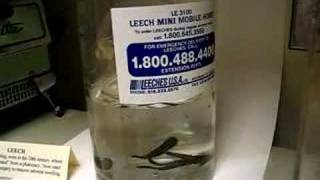 Medical Grade Leeches [upl. by Ekram]