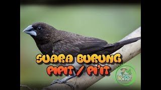 Suara Burung Pipit Untuk Pikat [upl. by Reinaldos]