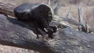 The honey guide bird leads the Honey badger  short documentary [upl. by Doti428]