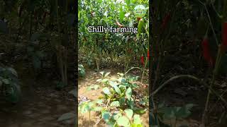 Mirchi ka paudha kaise ugay shorts mirchi plants [upl. by Alejoa852]