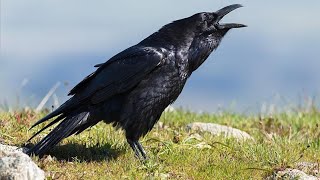 Large Billed Crow Sounds Compilation  Raven Bird Crow Call [upl. by Asert]