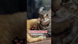 虎斑貓 耳朵被同伴舔到翻起來 眼神超無奈XD funnypets 寵物 cat Shorts funnyvideos [upl. by Edrea83]